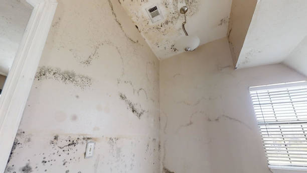 Best Basement Mold Removal  in Delano, MN