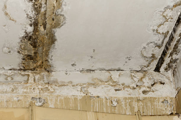 Best Water Damage & Mold Remediation  in Delano, MN