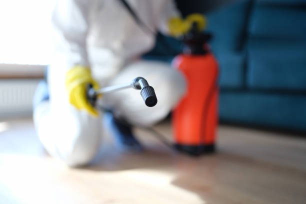 Best Black Mold Removal  in Delano, MN