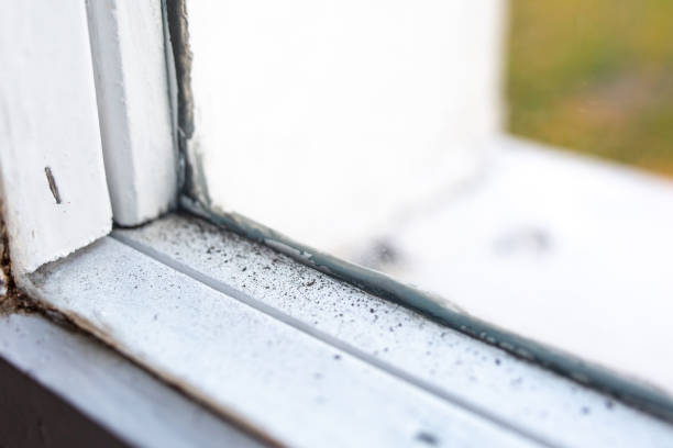 Best Mold Removal for HVAC Installations  in Delano, MN