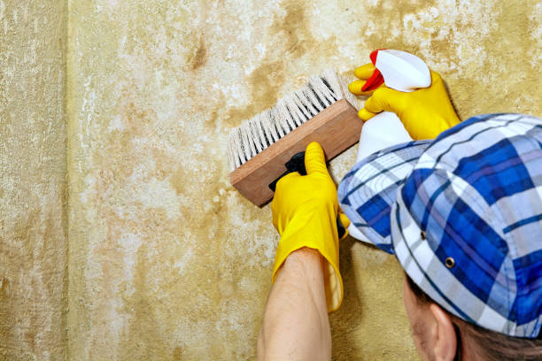 Best Mold Prevention Services  in Delano, MN