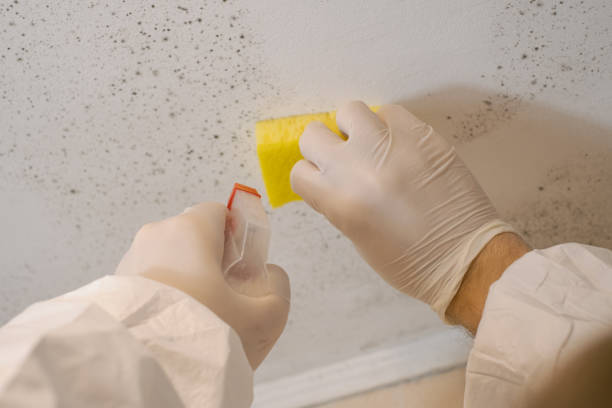 Mold Documentation for Insurance Claims in Delano, MN
