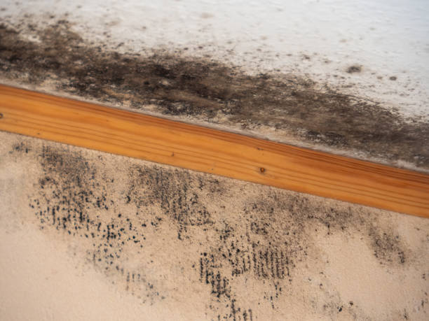  Delano, MN Mold Removal Pros