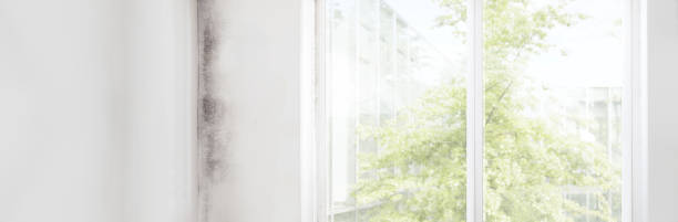 Delano, MN Mold Removal Company