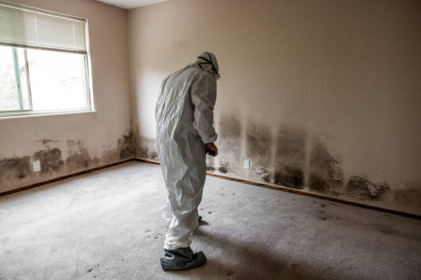 Best Residential Mold Inspection & Testing  in Delano, MN